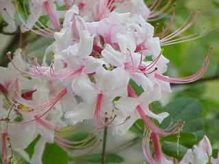 Pink Azalea