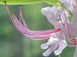 Elongated Stamens