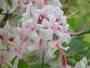 Early Pink Azalea