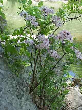 Azalea (Pink)