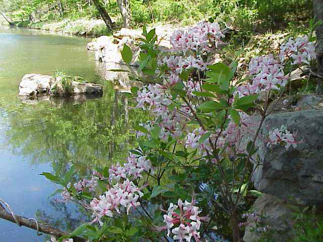 Pink Azalea