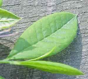 Azalea Leaf