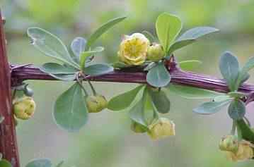 Barberry