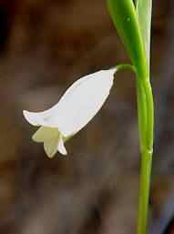 Mountain Bell wort
