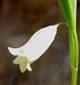 Mountain Bellwort