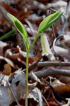 Mountain Bellwort