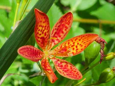 Blackberry Lily