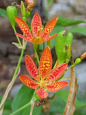 Blackberry lily