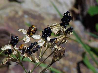 Blackberry lily Seed pods