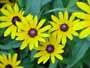 Blackeyed Susan