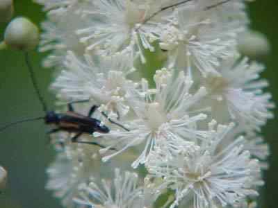 Black Snakeroot