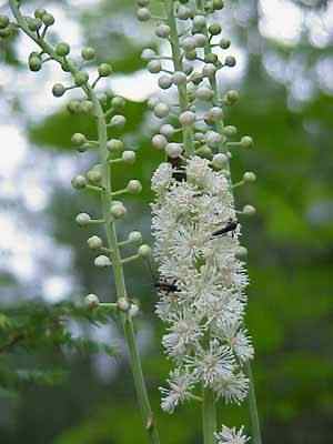 Black Snakeroot