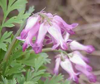 Bleeding Hearts