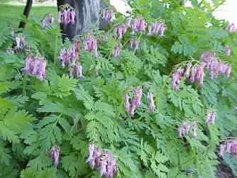 Bleeding Hearts