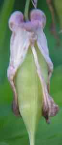 Seed pod Bleeding Hearts