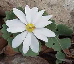 Blood Root Flower