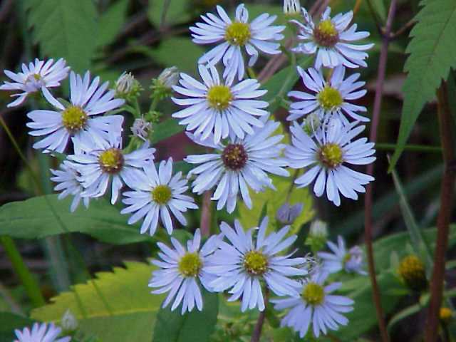 Blue Aster