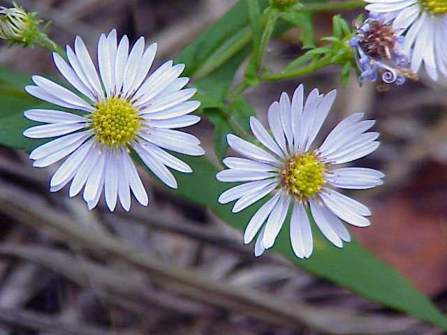 Blue Aster