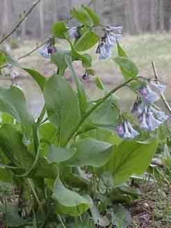 Bluebells