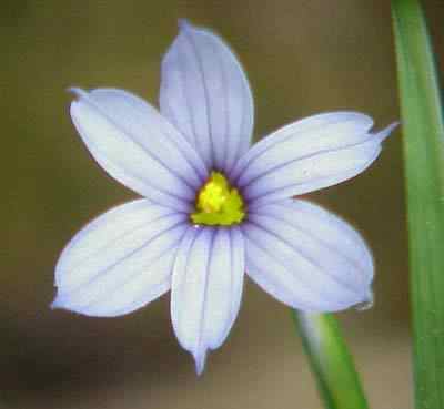 Blue Eyed Grass