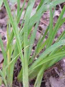 Blue eyed Grass