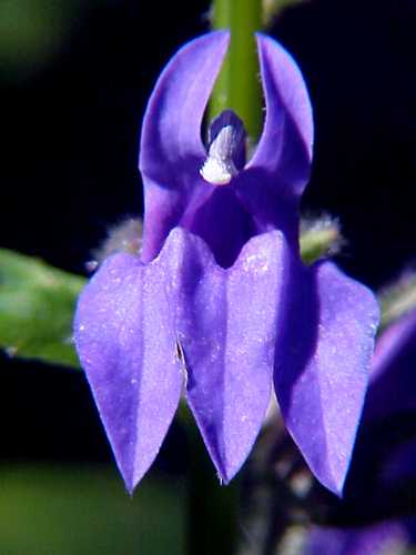 Great Blue Lobelia (Lobelia siphilitica)