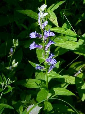 Great Blue Lobelia (Lobelia siphilitica)