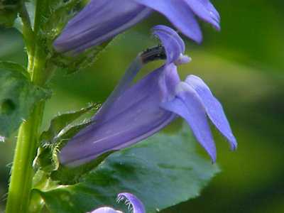 Great Blue Lobelia (Lobelia siphilitica)