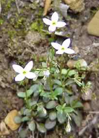 Bluets