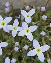 Bluets