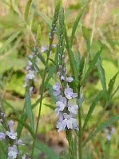 blue vervain