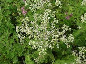 Boneset