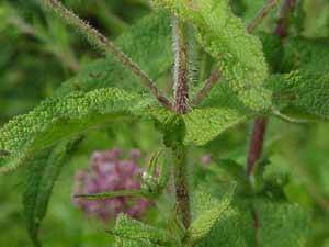 Boneset