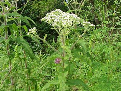 Boneset