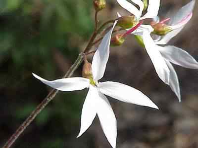 Bowmans Root (Gillenia trifoliata)