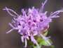 Brown Knapweed