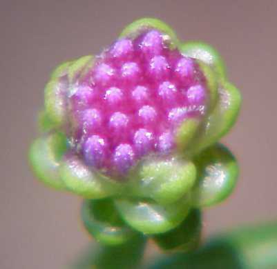 Brown Knapweed Buds