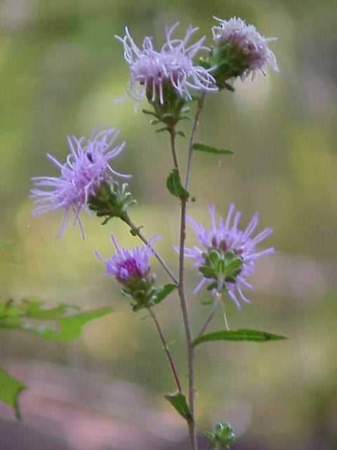 Brown Knapweed