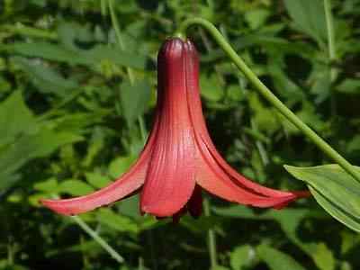Canada Lily