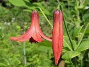Canada lily