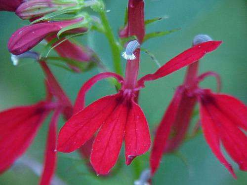 Cardinal Flower