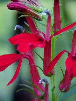 Cardinal Flower