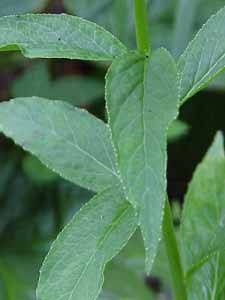 Leaves of the Cardnal Flower