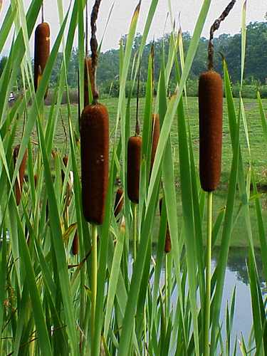 Cattails