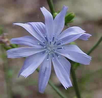 Chicory