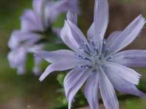 Chicory