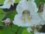 Cigar Tree or Common Catalpa