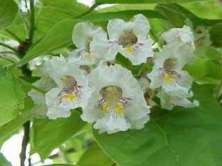 Common Catalpa