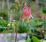 Wild Columbine