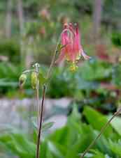 Wild Columbine